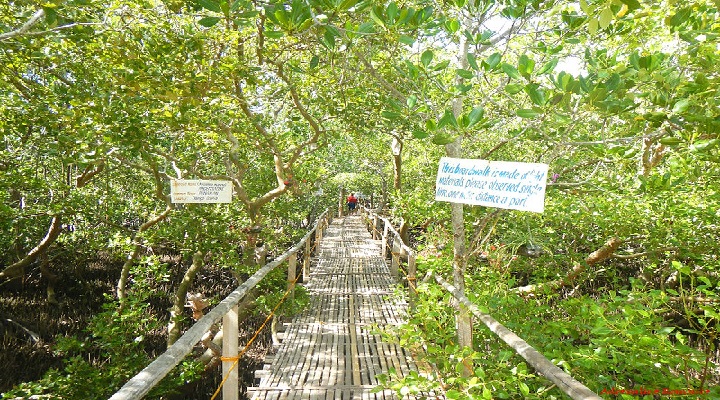 Olango 6 Olango Island