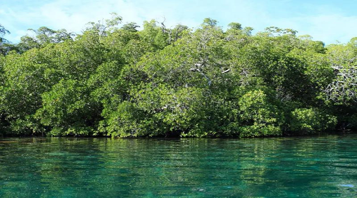 3 Talabong Mangrove Park