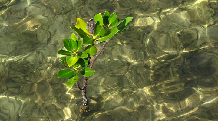 7 Talabong Mangrove Park